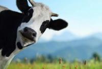 В Киевской области корова упала в двухметровую яму