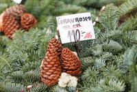 Почем продают елки в Украине