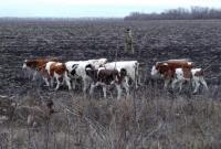 Границу Украины "незаконно пересекли" 12 российских коров