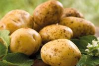 В Украине значительно подешевел картофель