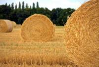 В Україні названо підсумковий валовий врожай основних культур у 2020 році