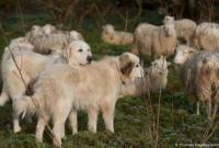 У Німеччині фермери купують вівчарок по 3 тис євро, щоб захиститися від вовків