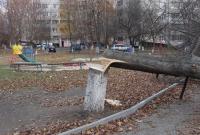 В Киеве на людей упало дерево, среди пострадавших иностранка