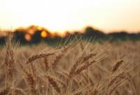 Жатва-2020: в Украине собрали около 67 млн тонн зерна