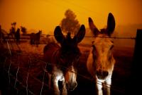 В Австралии из-за пожаров погибли 1,25 миллиарда животных, - WWF