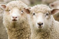 В Грузії внаслідок удару блискавки загинуло 530 овець