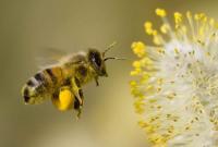 Загинули 8 млн бджіл, яких відправили Укрпоштою
