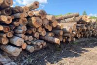 На Волині посадовці держлісництва розбазарили деревини на 20 млн грн На Волині посадовці держлісництва розбазарили деревини на 20 млн грн